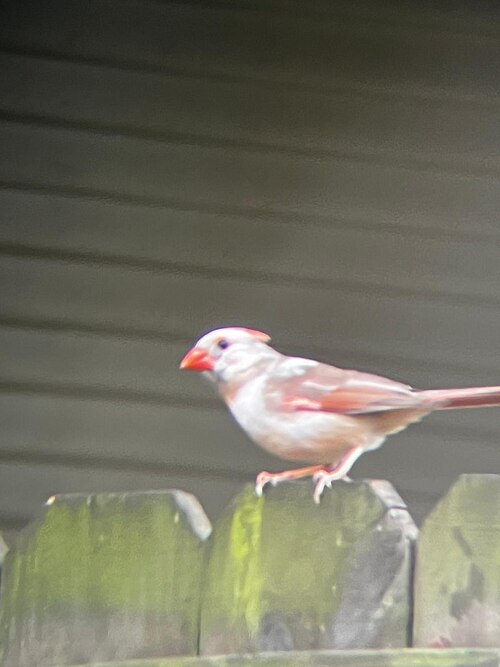 File:LeucisticCardinal.jpg