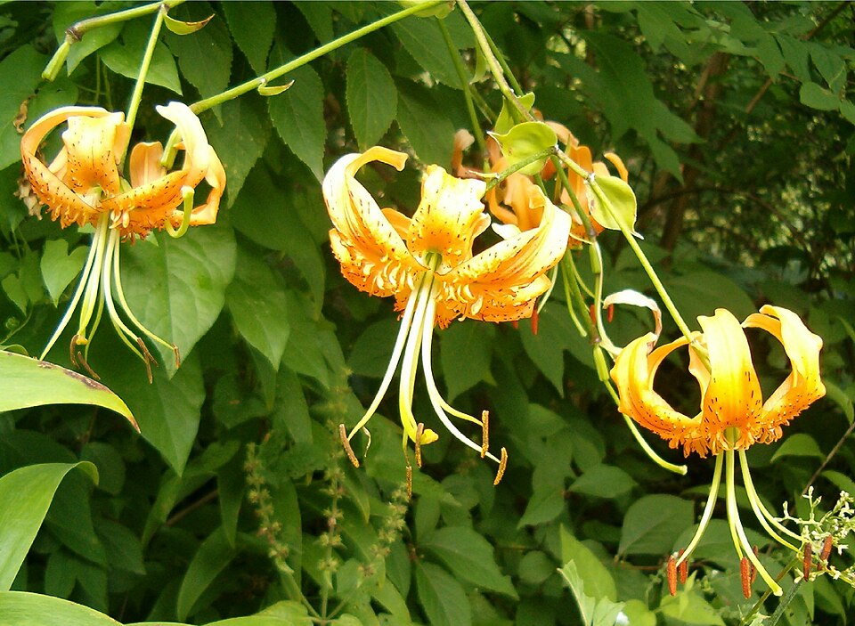 File:Lilium henryi Inflorescence BotGardBln0806b.jpg