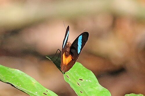 Obrinus olivewing Nessaea obrinus faventia Brazil