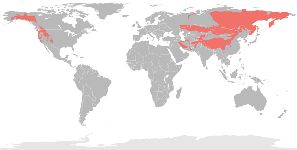 File:Ochotonidae distribution.png
