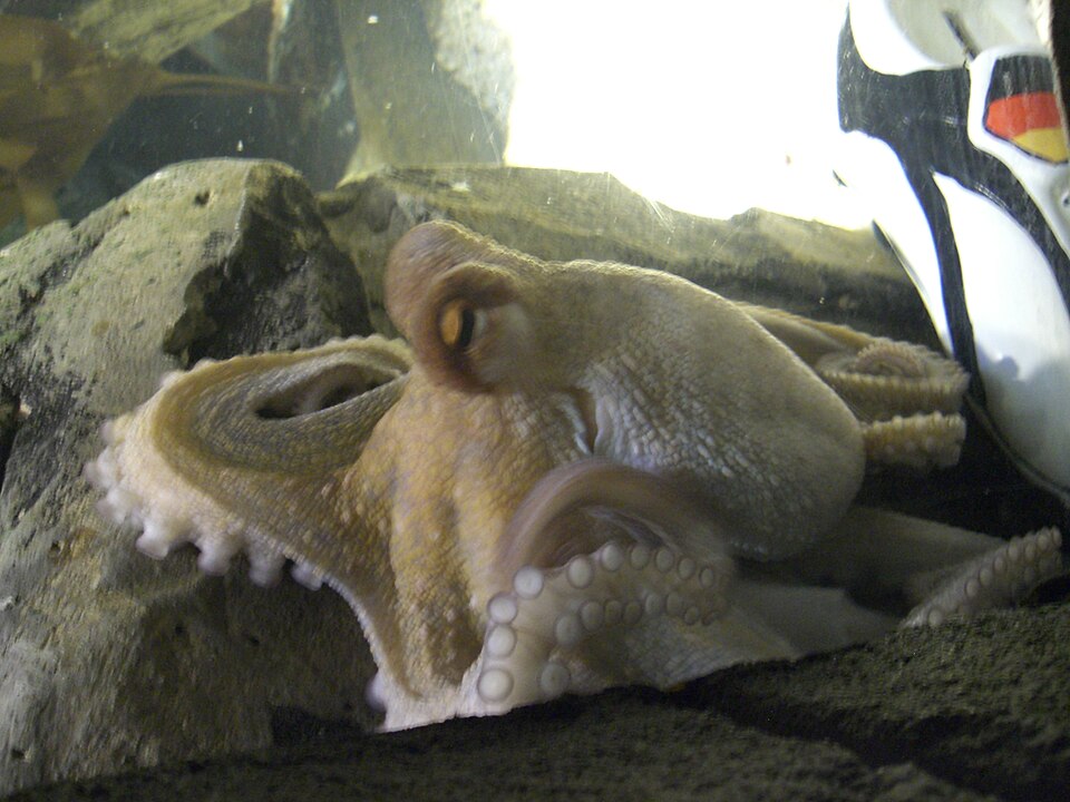File:Oktopus-Orakel Paul mit Schuh.JPG