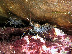 The shrimp Palaemon serratus of the infraorder Caridea, traditionally referred to as "common prawn"