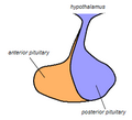 Thumbnail for version as of 23:47, 12 August 2009