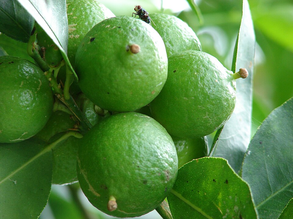 File:Starr 080610-8303 Citrus aurantiifolia.jpg