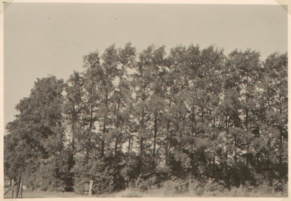 File:Ulmus minor, Abbekinderen, Netherlands.jpg