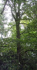 Thumbnail for version as of 23:28, 21 April 2012
