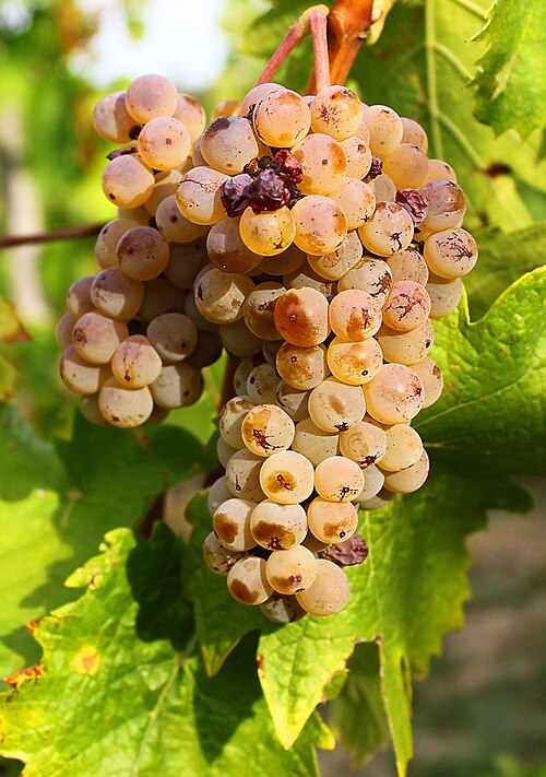File:Welschriesling grape cluster.jpg