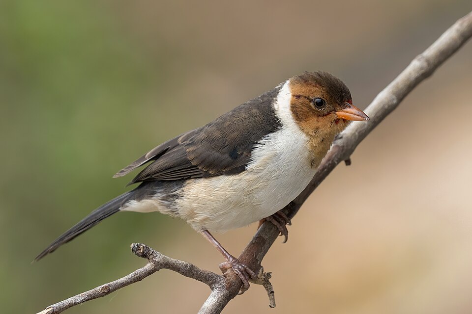 File:Yellow-billed cardinal (Paroaria capitata) juvenile.JPG