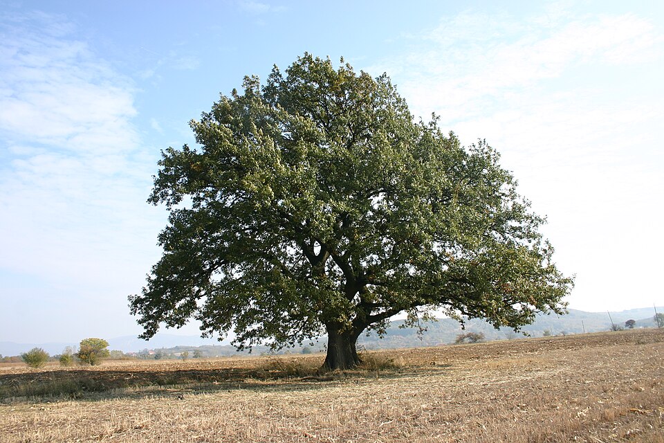 File:Zapis-0001-Vezicevo-Hrast 20111031 6255.jpg