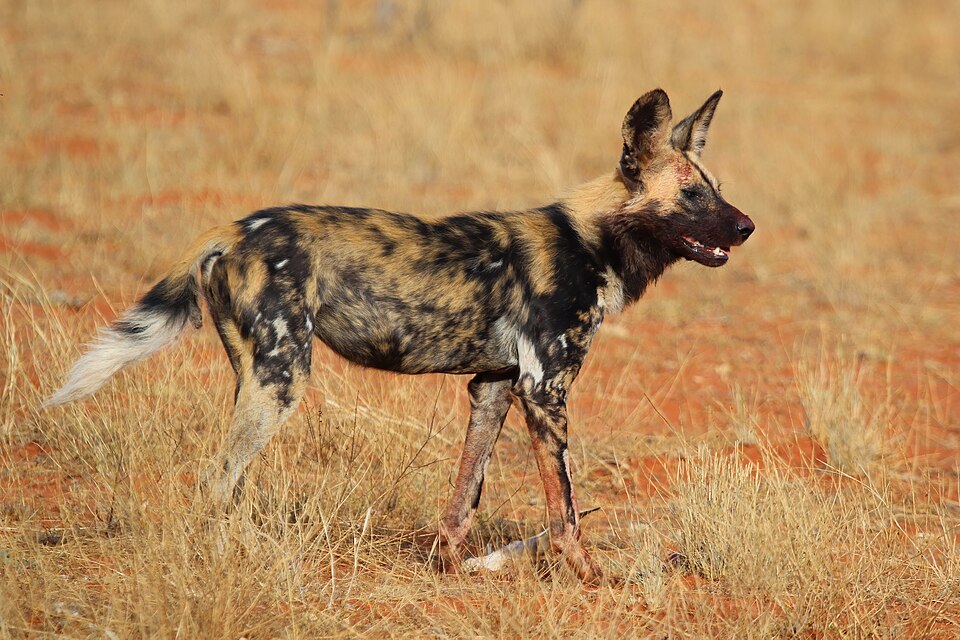File:African wild dog (Lycaon pictus pictus).jpg
