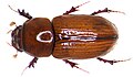 Thumbnail for version as of 11:41, 8 October 2012