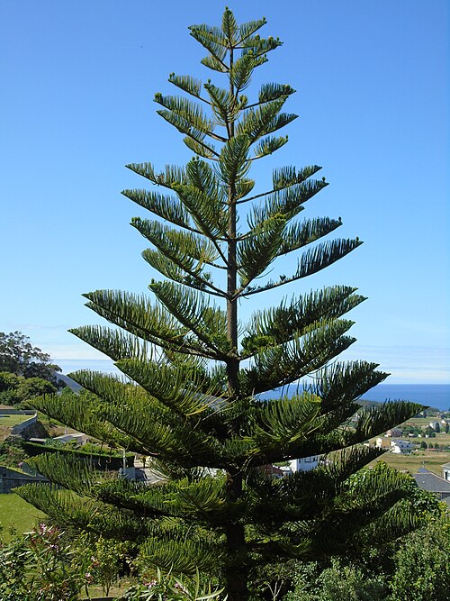 File:Araucaria heterophylla.002 - Nois, Foz.jpg
