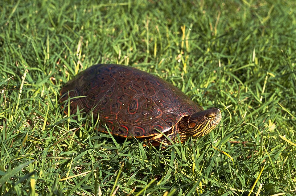 File:Big bend slider turtle.jpg