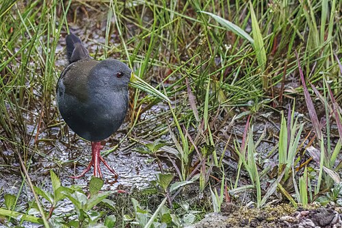 Blackish rail Pardirallus nigricans Ecuador