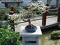 Thorny-olive (Elaeagnus pungens) in the form of a bonsai