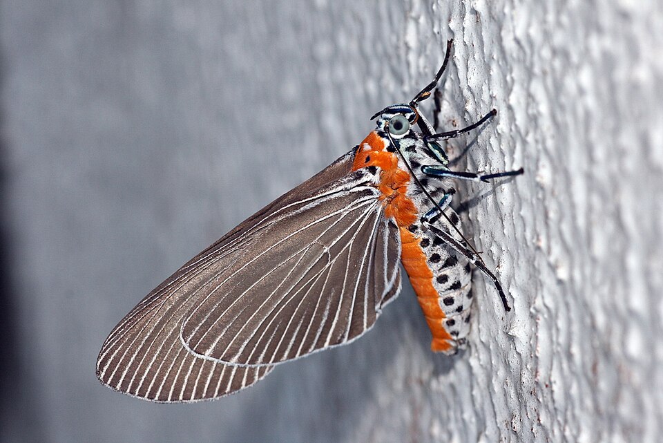 File:Euplocia membliaria (Noctuidae Aganainae).jpg