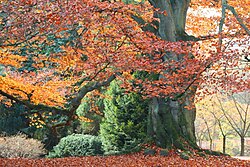 Copper beech, an ornamental cultivar, in autumn