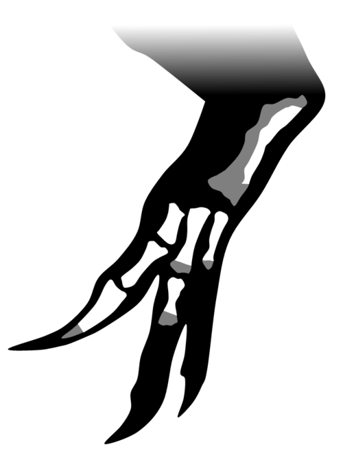 File:MN 4819-V manus skeletal by PaleoGeek.png