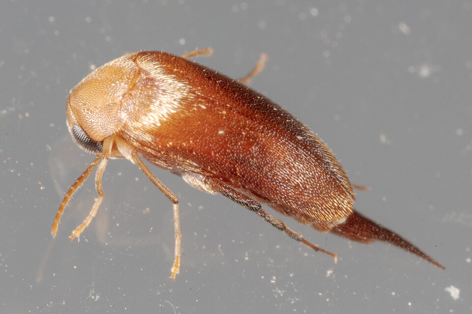 File:Mordellina testacea - inat 287230246.jpg