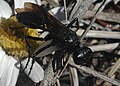 digger wasp, apparently Prionyx atratus or subatratus, family Sphecidae, on mat daisy