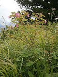 Rosa pendulina