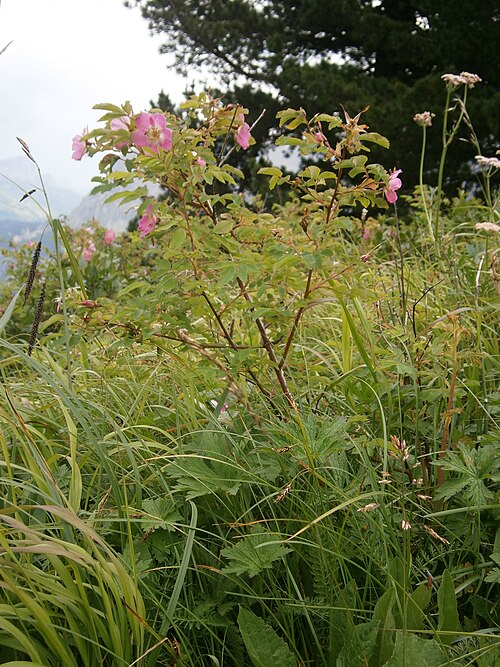 File:Rosa pendulina RHu 01.JPG