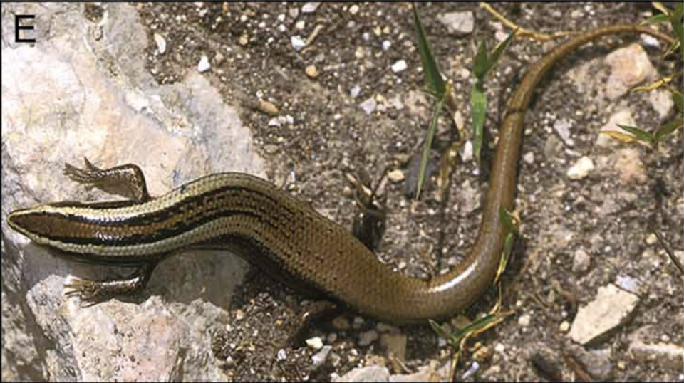 File:Spondylurus powelli.png