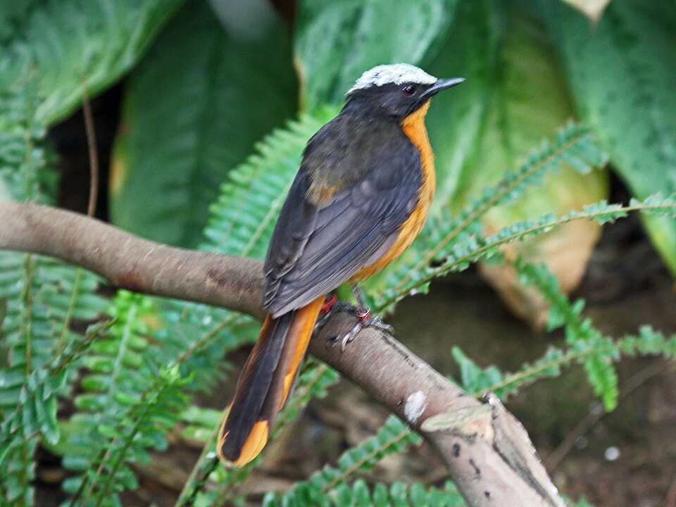 File:White-crowned Robin-chat RWD2.jpg