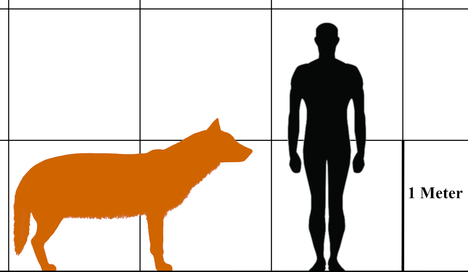 File:C. dirus wiki.png