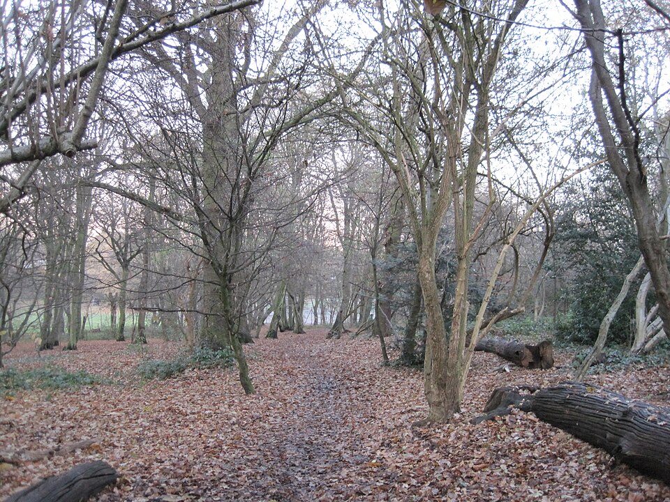 File:Cherry Tree Wood 2.JPG