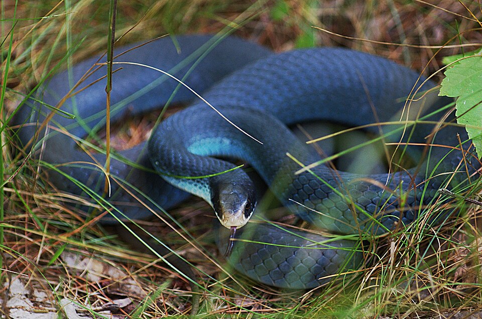 File:Coiledblueracersnake.jpg