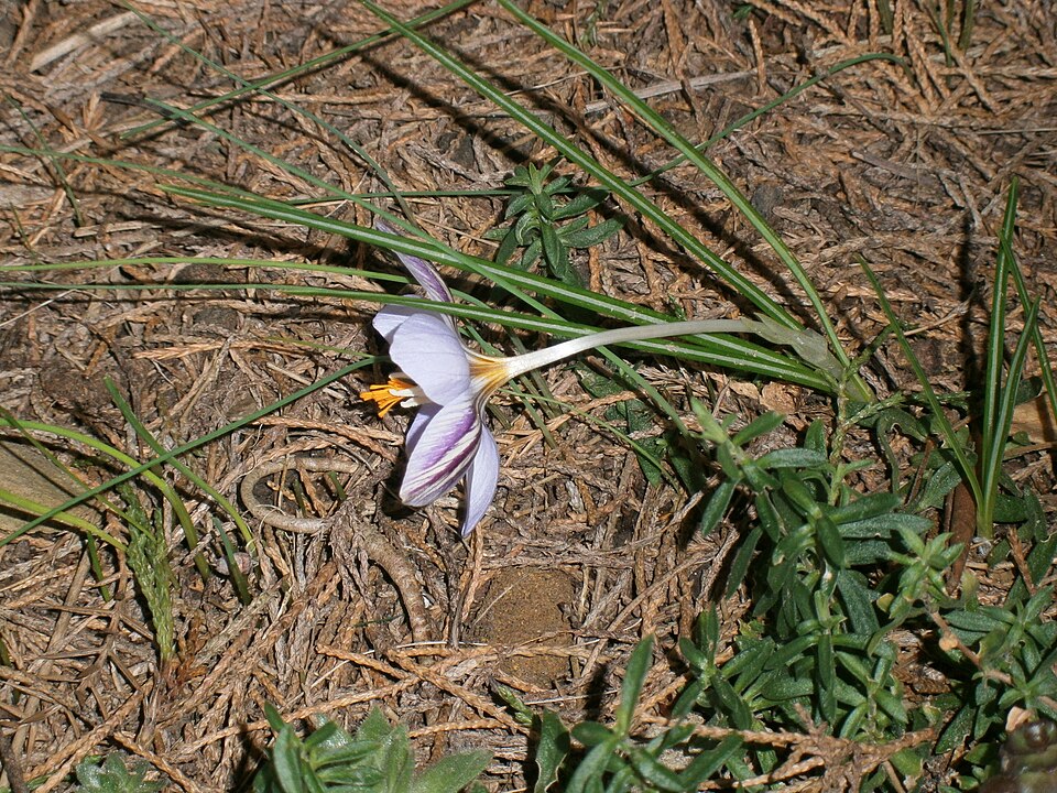 File:Crocus laevigatus Fontenayi 01.JPG
