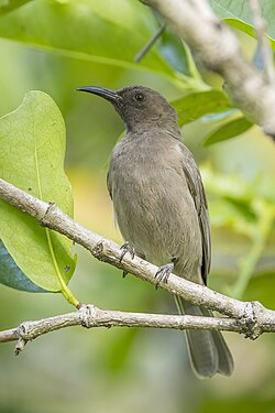 Dusky myzomela Myzomela obscura Australia