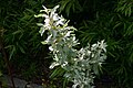 Foliage