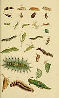 Larva (figure 6) and pupa (figure 7)