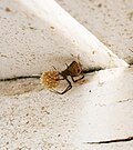 Thumbnail for version as of 15:43, 8 September 2008