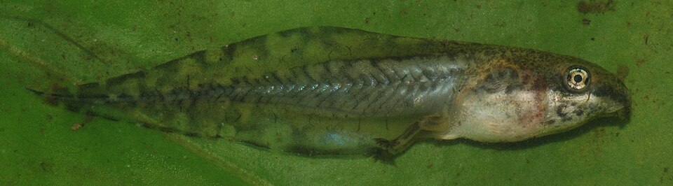 File:Litoria fallax tadpole.JPG