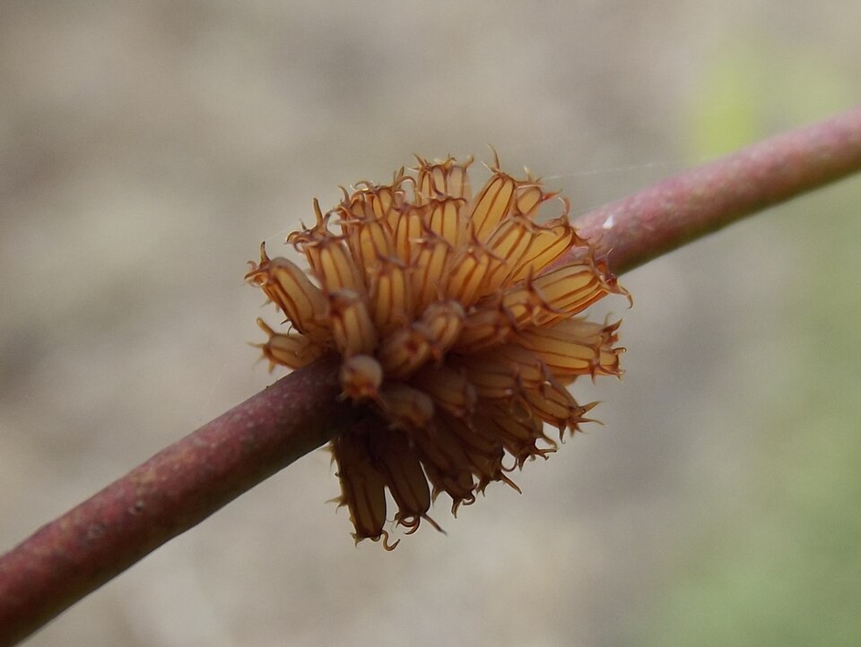 File:Paropsis atomaria ova.JPG