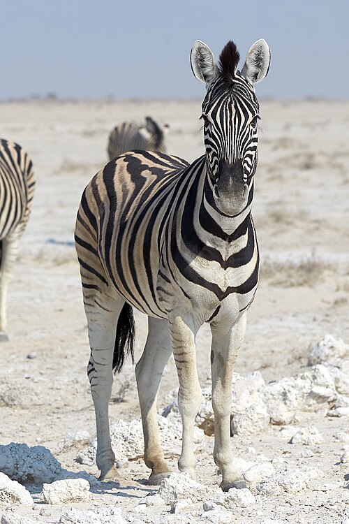 File:Plains Zebra Front 2019-07-25.jpg