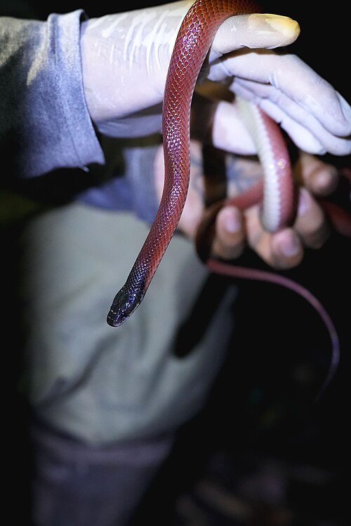 File:Pseudoboa coronata.jpg