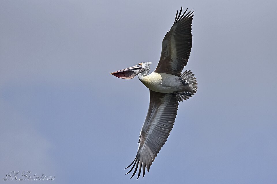 File:Spot-billed pelican, at Ranganathittu..jpg