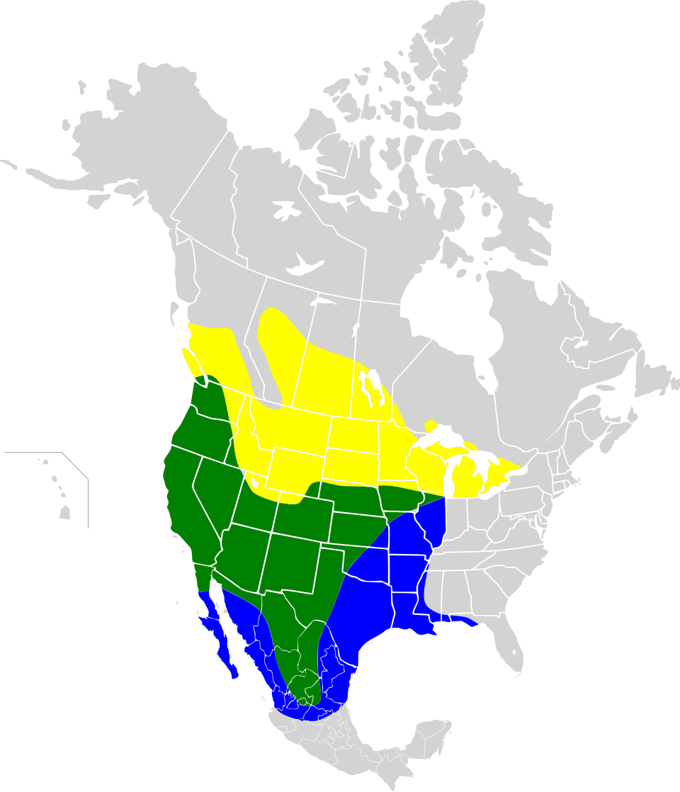 File:Sturnella neglecta map.svg