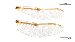 Male wings