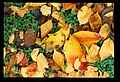 芝離宮の落葉(その1)