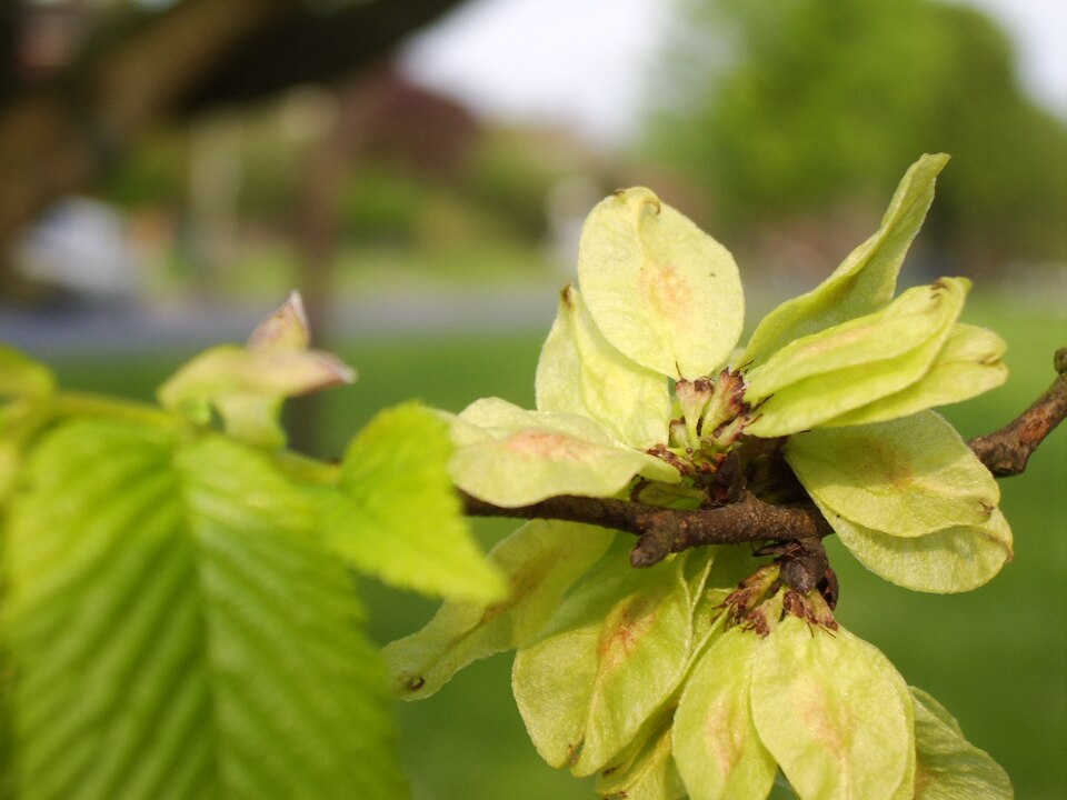 File:BH00059 Ulmus. Surrenden Road, Brighton. (5).jpg