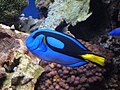 Blue tang (Paracanthurus hepatus)