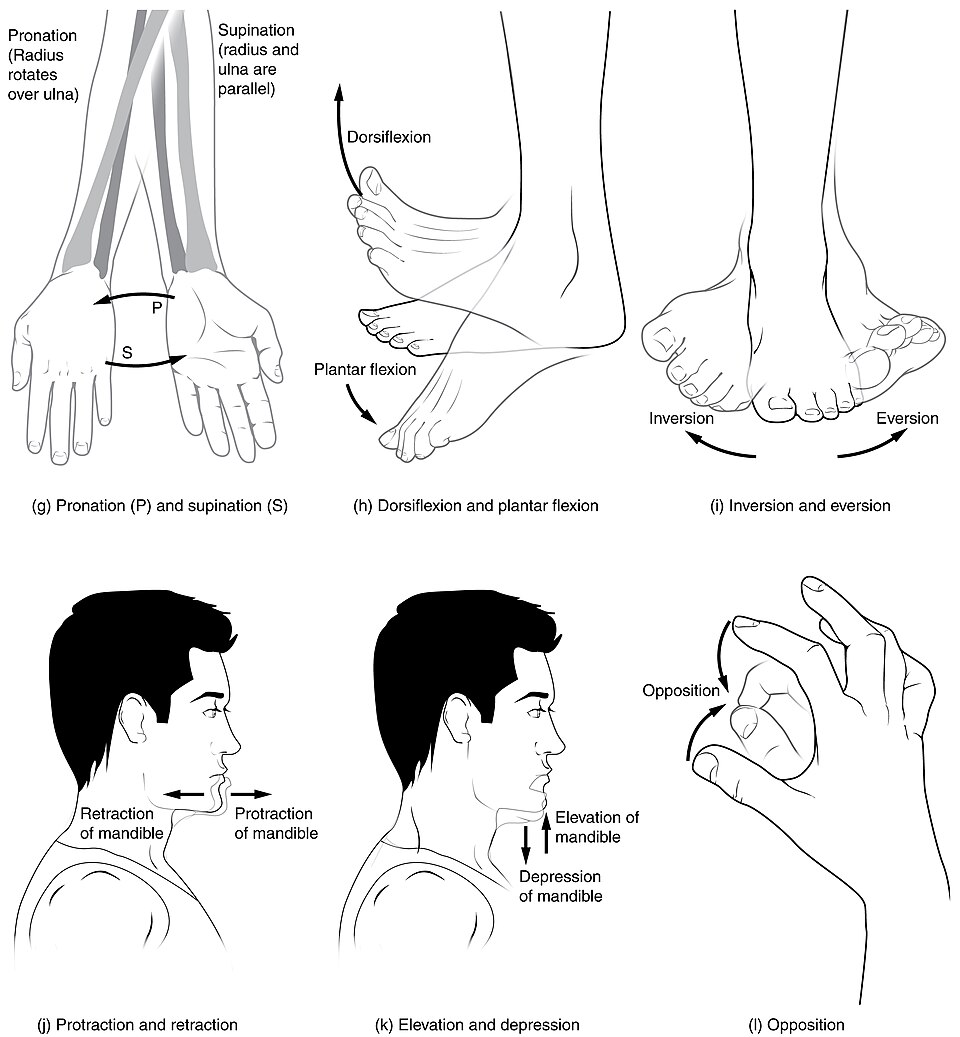 File:Body Movements II.jpg