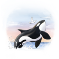 Orcinus orca