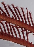 Thumbnail for version as of 08:42, 10 April 2015