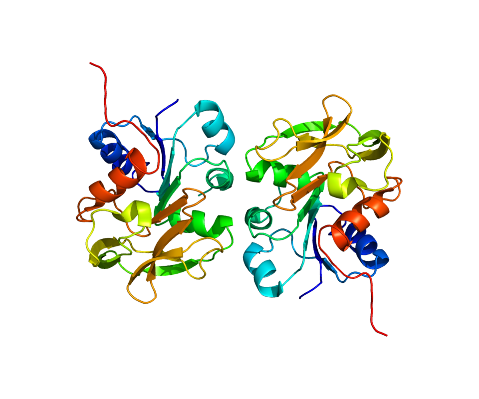 File:Protein GMPS PDB 2VPI.png
